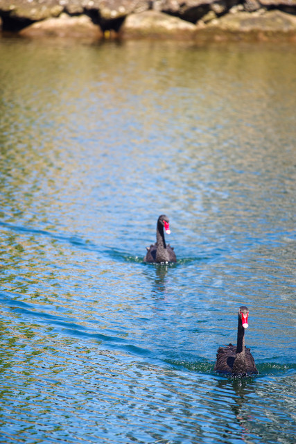 Karinya swans06.jpg