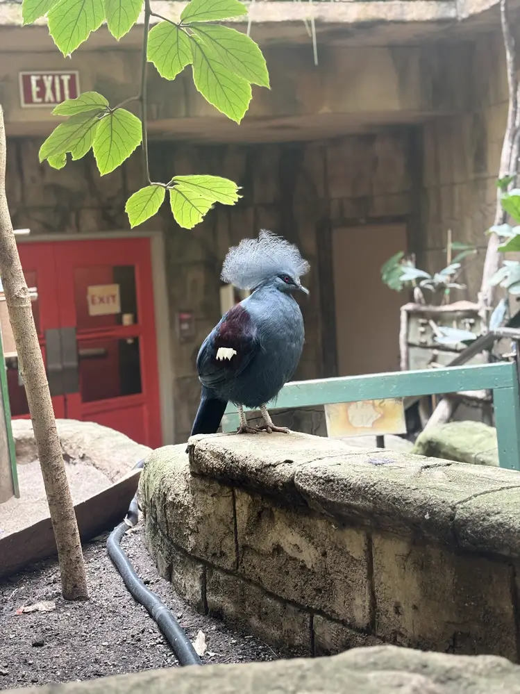 Victoria Crowned Pigeon