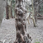 028a-Yew-Trunk