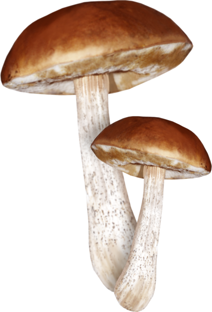 0-a869f-8dbc8c09-XXXL