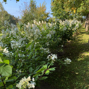 IMG-0562