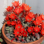 IMG-8161