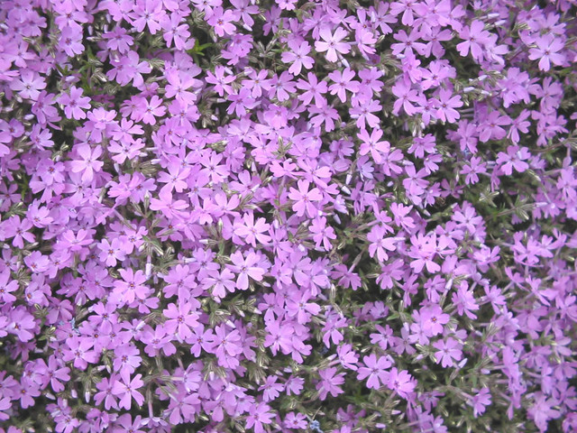 siba3