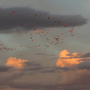 IMG-2338