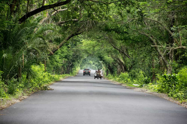A tree lined road with a car in the distance