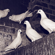 IMGP2644d