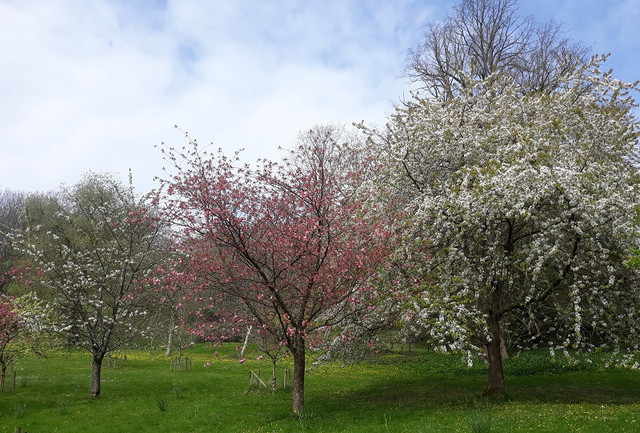 142a-Community-Orchard
