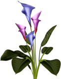 th-JDDCalla-Lily-Bouquet-Psp-Script-Samp.png