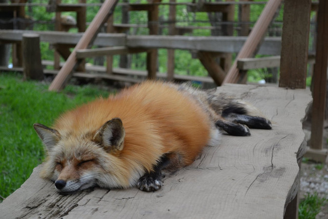 another-sleeping-fox