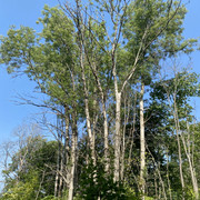 IMG-2678