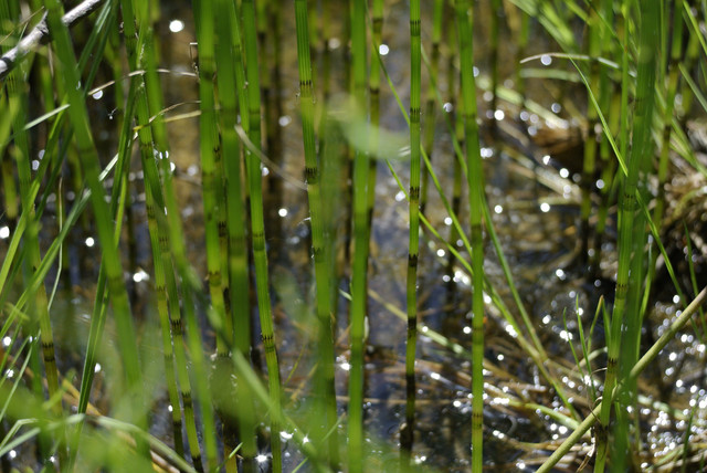 DSC3654.jpg