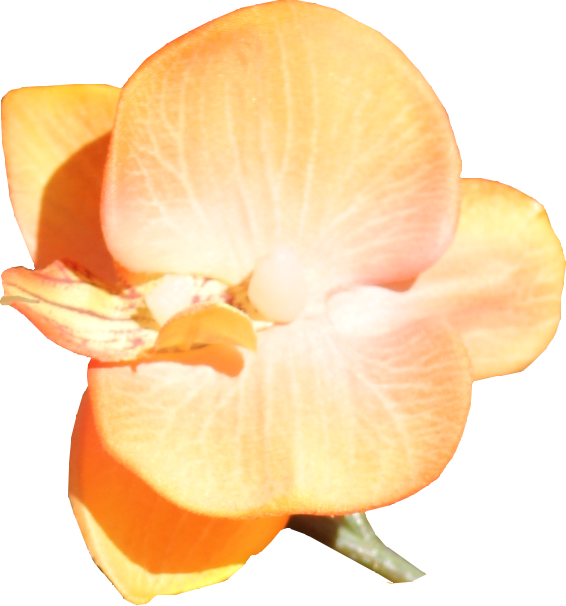 Daisy-Fairy-Elements-21.png