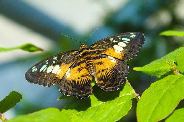 Parthenos-Sylvia-Butterfly