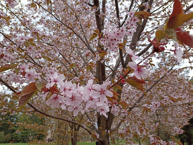 IMG-20240507-133345