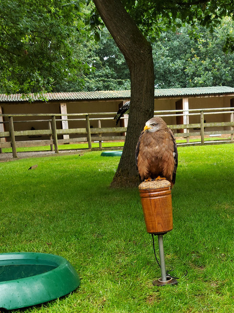 Brown-buzzard-Eagle