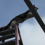 IMG-1285