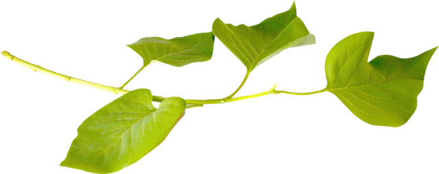 Leaves16