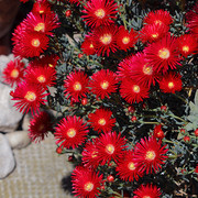 IMG-7647