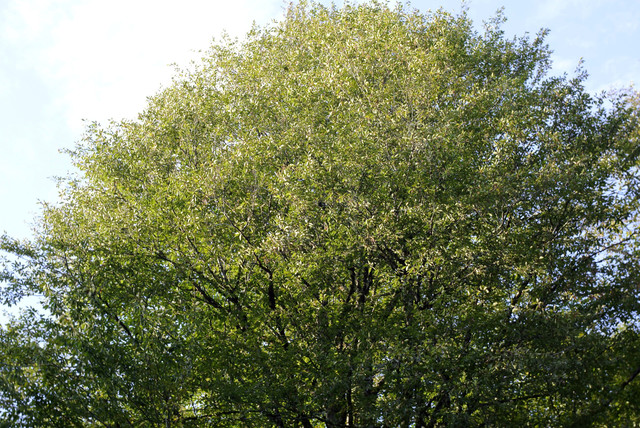 DSC7100.jpg