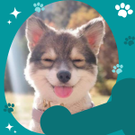 dog.png