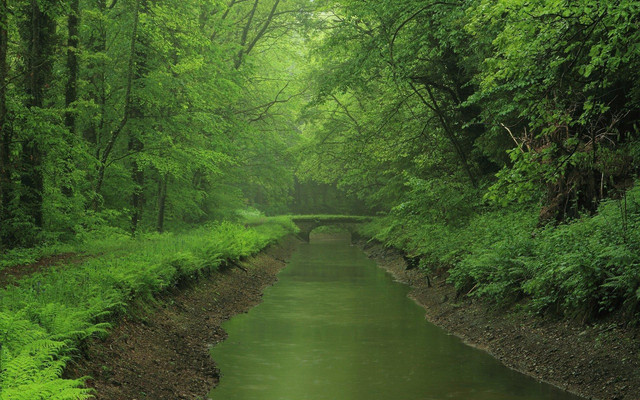 wp4452516-bright-forest-wallpapers