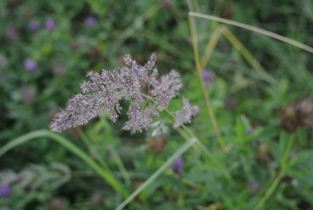DSC5292-result.jpg