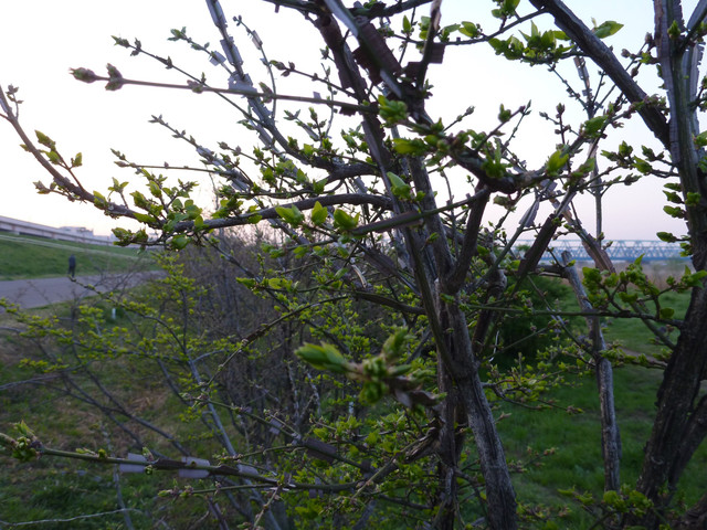 2014-04-08-043.jpg