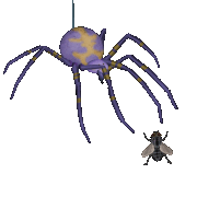spider-fly