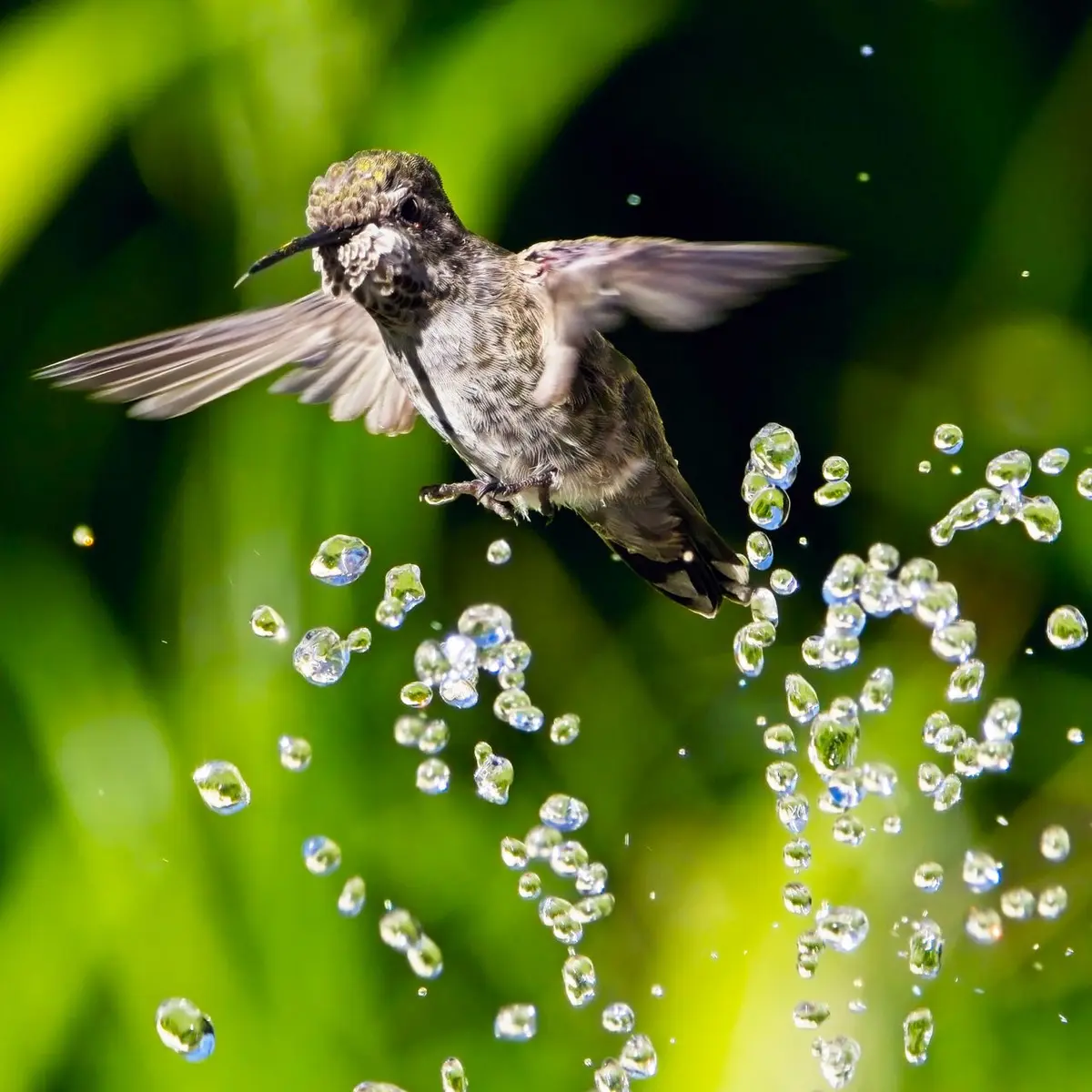 Grădina ta, un popas vital pentru colibri în migrația lor anuala