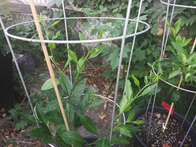 dav