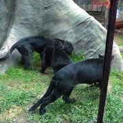 Jaguar negro