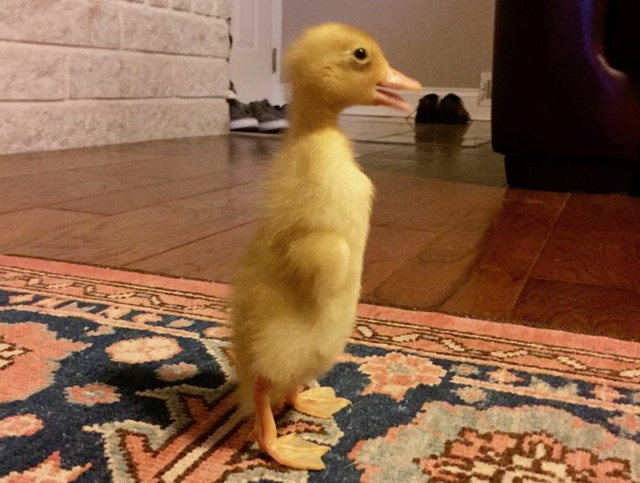 duckling