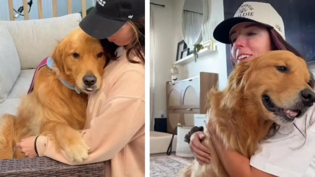 Golden Retriever Wally Turns One Simple Trick into an Endearing Obsession