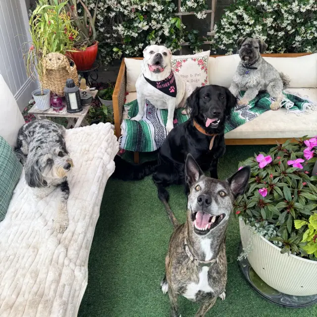 Dogs at Duke's Doggy Daycare
