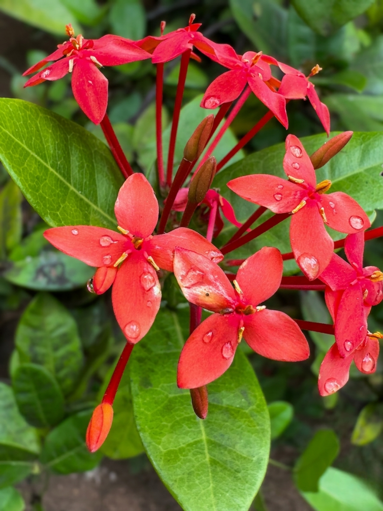 Colorful garden flowers