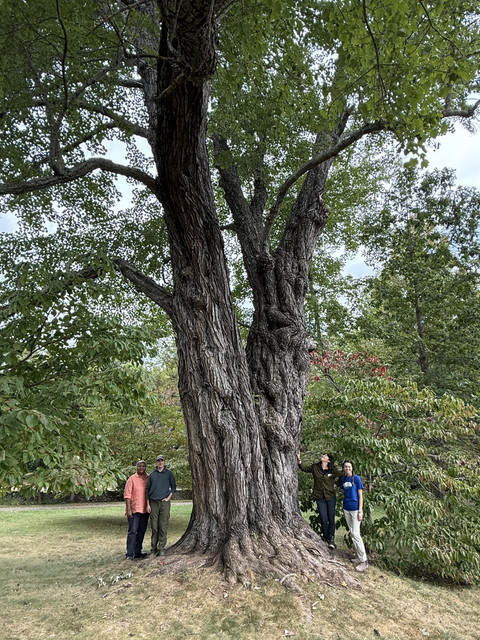 red maple 3502 2.jpg