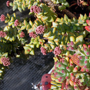 IMG-6701