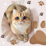 cat.png