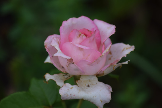 DSC 0505.jpg