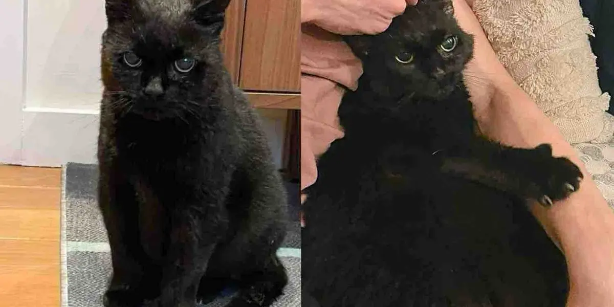 Cat Rescued from Industrial Site Transforms into Affectionate Companion