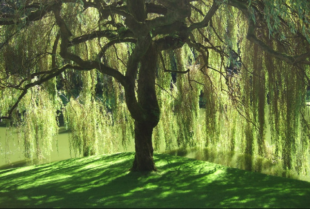 tree