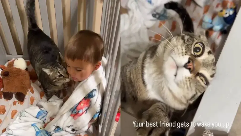 A Gentle Morning Ritual Between a Toddler and His Pet Cat