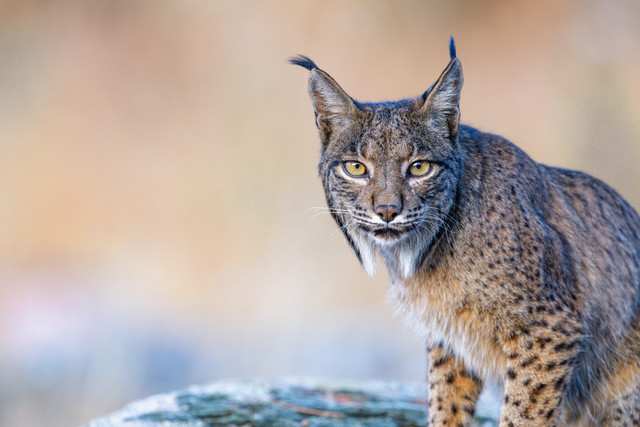 Lince ibérico mirando a cámara en el monte mediterráneo