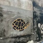 Turtle Alley53