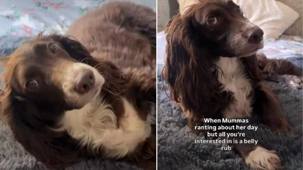 Dog Falls Over for Belly Rubs as Owner Rants