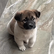 perchedpup.gif