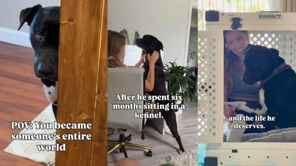 Shelter Dog's Heartwarming Bond with Foster Mom