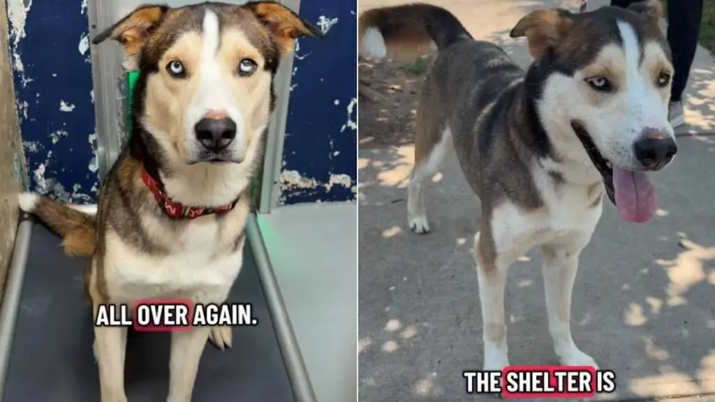 Shelter Dog Ace Returns After Adoption Fails Due to Separation Anxiety