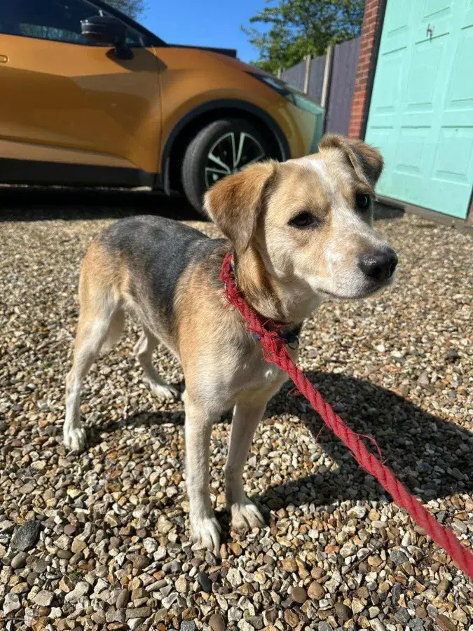 Energetic Young Cross-Breed Thanos Seeks Permanent Home in Warwickshire