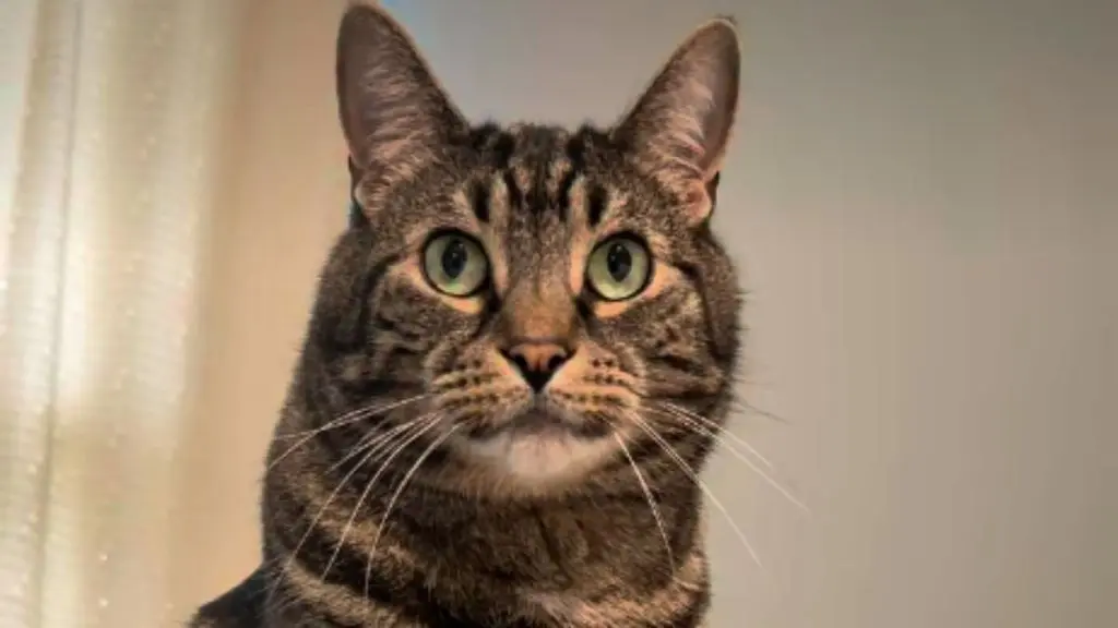 Feline Demands Daily Head Massage After First Try